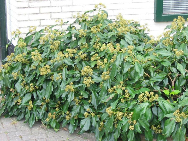 Hedera colchica 'Fall Favourite'	- Kaukasische Struikklimop