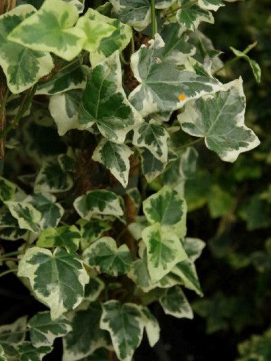 Hedera helix Marginata Elegantissima - Bonte Klimop
