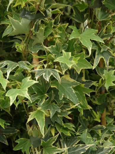 Hedera helix Yellow Ripple - Klimop bont geel