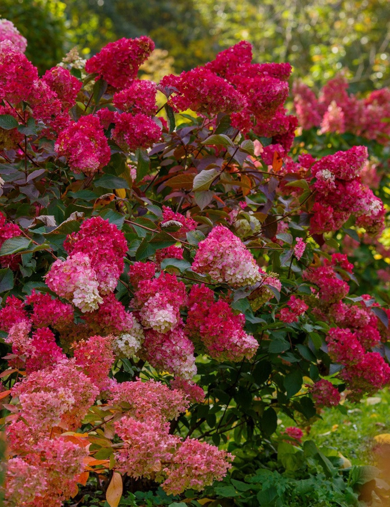 Hydrangea paniculata 'Wim's Red' - Rode Pluimhortensia