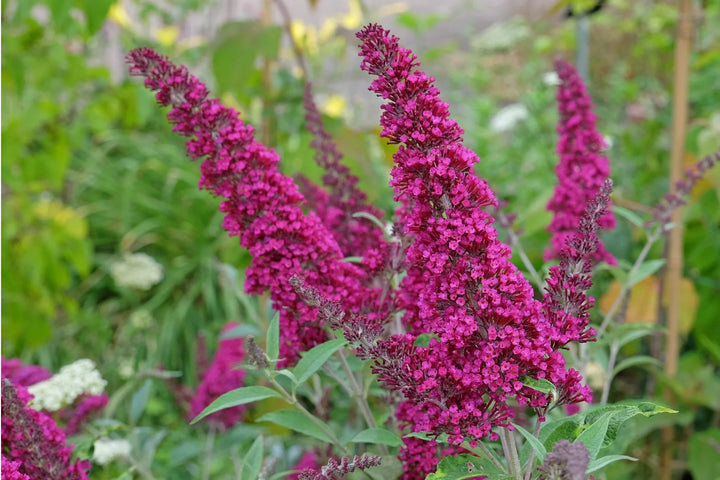 Buddleja 'Miss Ruby' - Vlinderstruik