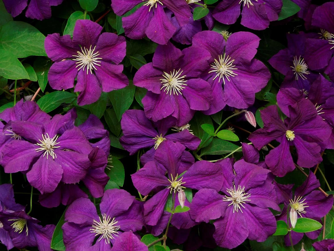 Clematis 'Jackmanii' - Paars/blauwe bosrank