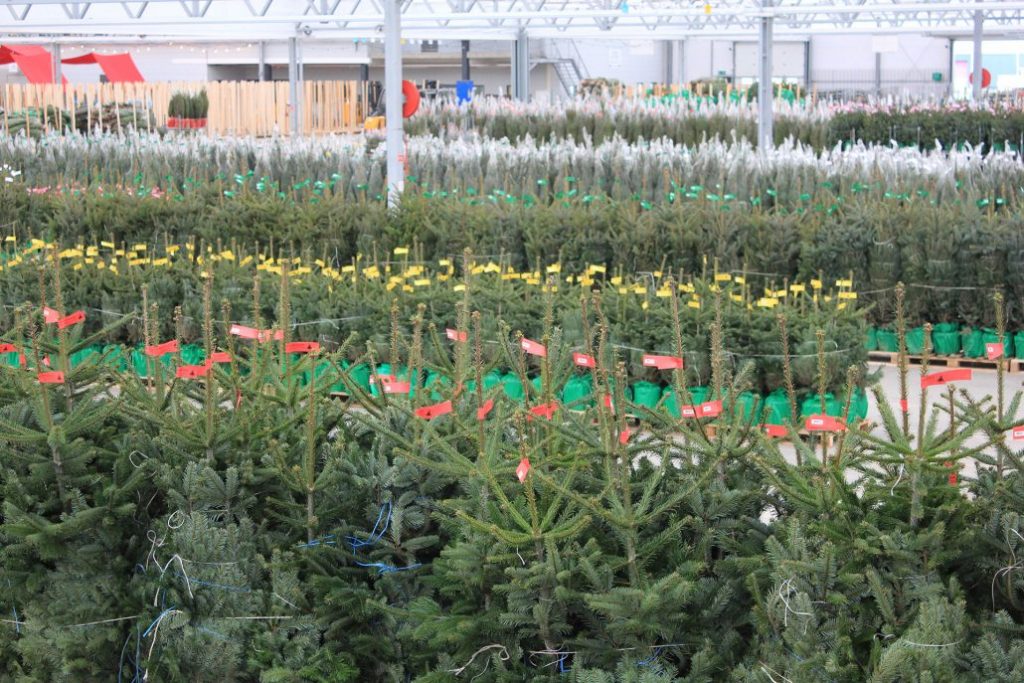 Blauwspar kerstboom 'Super' in pot - Picea pungens 'Super Blue' - 60/175cm