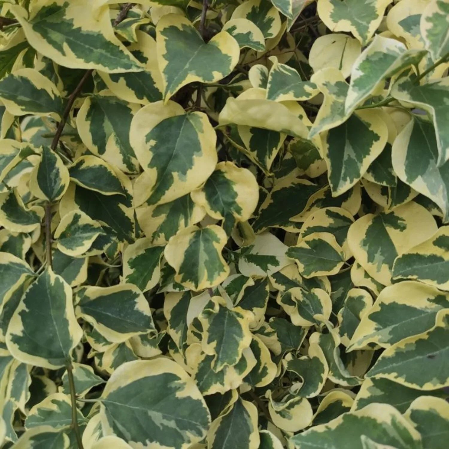 Hedera Dentata variegata - bonte klimop