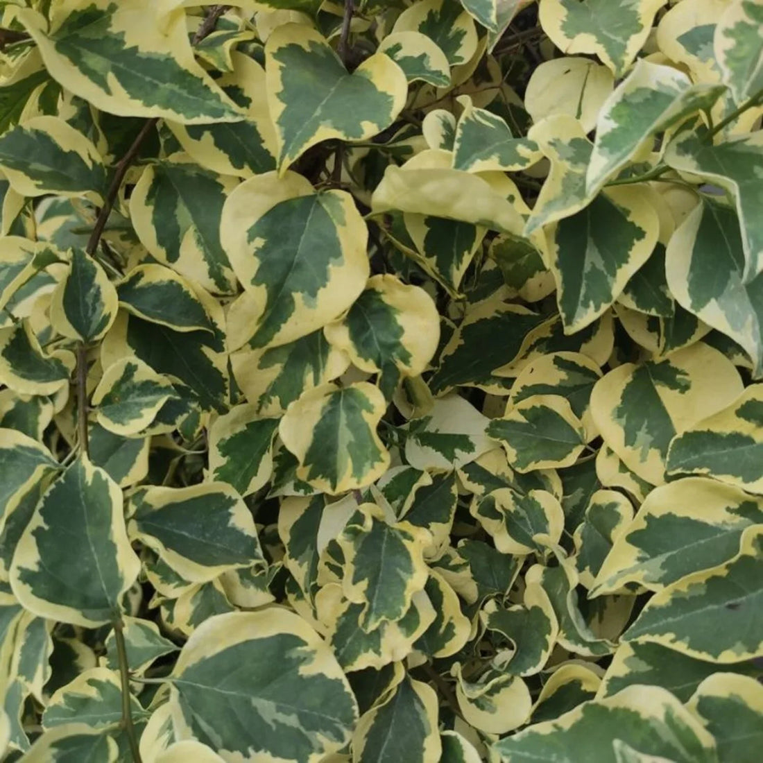Hedera Dentata variegata - bonte klimop