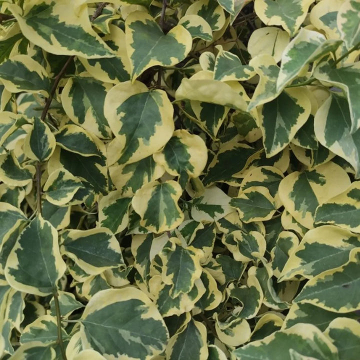 Hedera Dentata variegata - bonte klimop