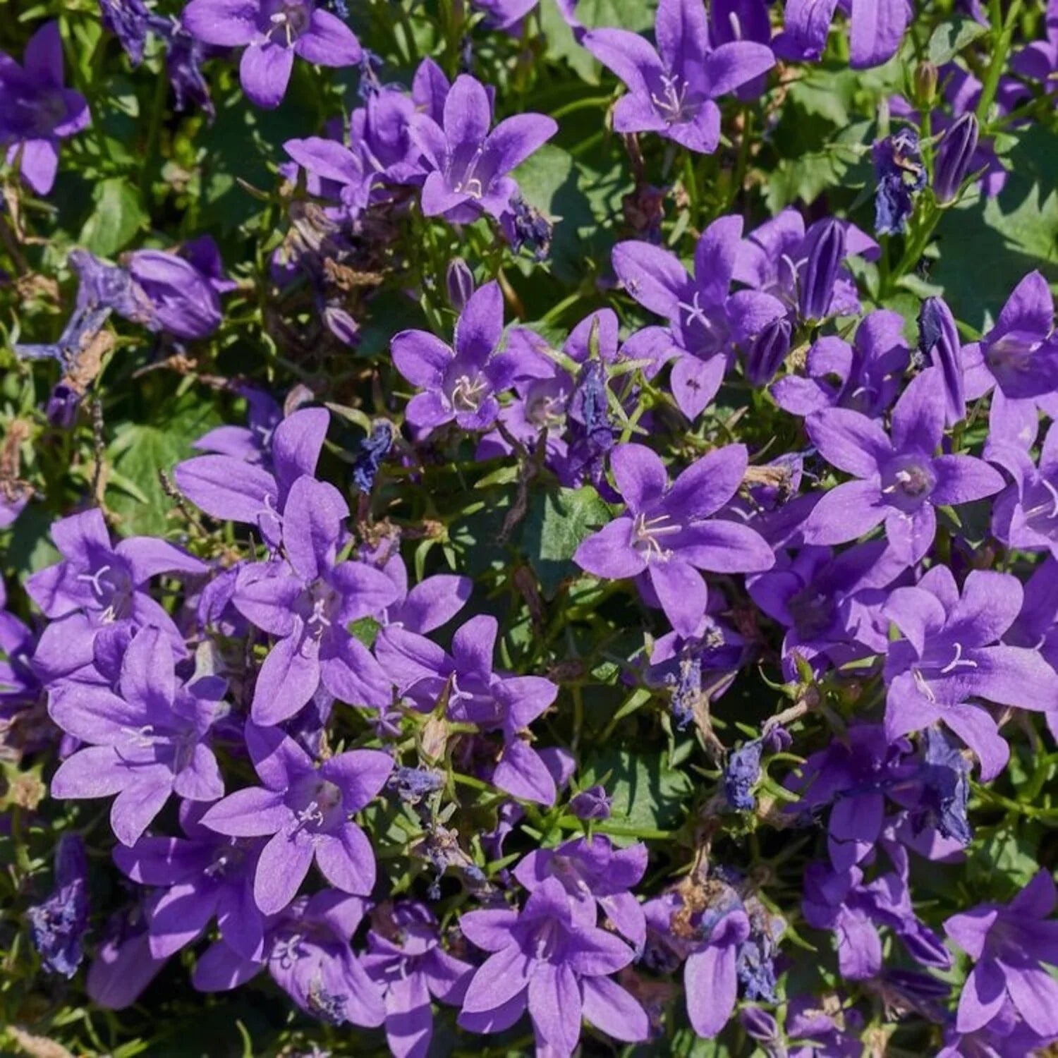 Campanula portenschlagiana - Klokjesbloem