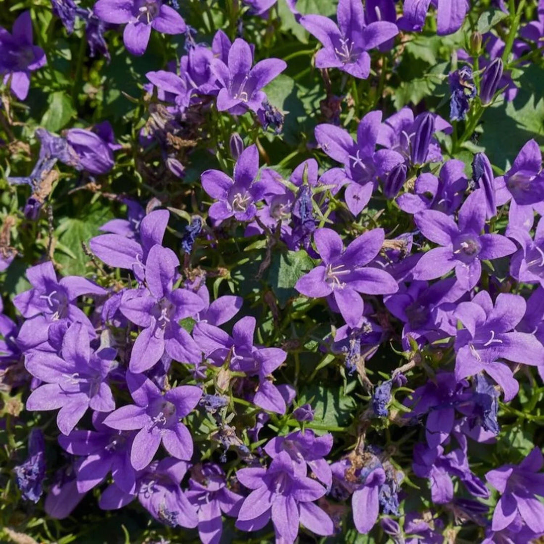 Campanula portenschlagiana - Klokjesbloem
