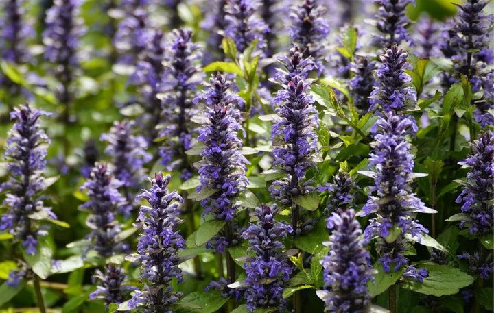 Ajuga reptans 'Atropurpurea' - Kruipend Zenegroen