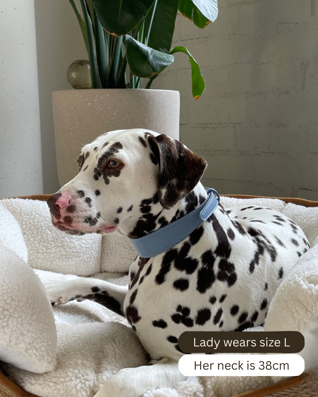 Blue Vegan Leather Collar