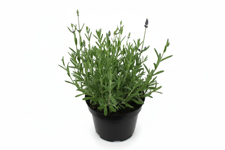 Lavandula angustifolia 'Blue Scent' - Blauwe lavendel