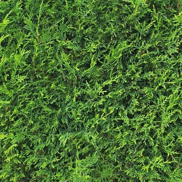 Cupressocyparis leylandii 'Tweeduizendéén' - Conifeer - pakketten per meter
