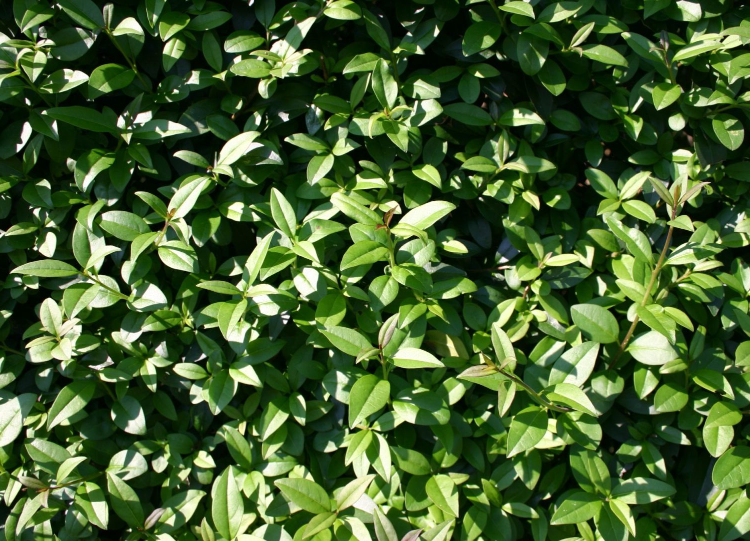 Ligustrum vulgare 'Atrovirens' - Ligusterhaag blote wortel