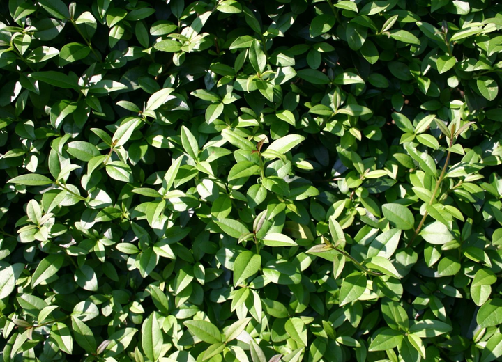 Ligustrum vulgare 'Atrovirens' - Ligusterhaag blote wortel