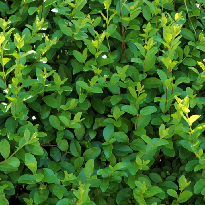 Ligustrum Ovalifolium - Wintergroene Ligusterhaag blote wortel - Haagpakket voor 10 meter