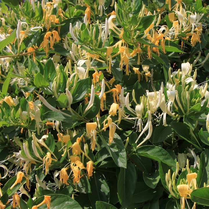 Lonicera Japonica 'Hall's Prolific' - Japanse Kamperfoelie