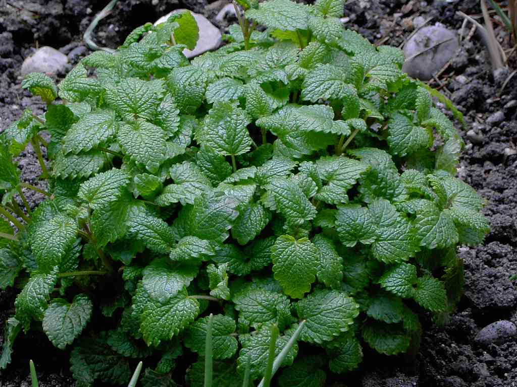 Melissa officinalis - Citroenmelisse