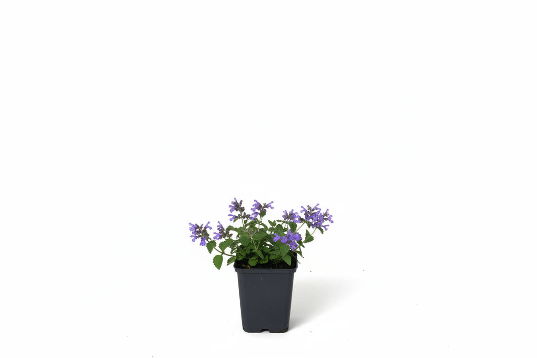 Nepeta 'Six Hills Giant' - Kattenkruid