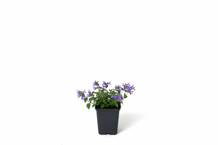 Nepeta 'Six Hills Giant' - Kattenkruid