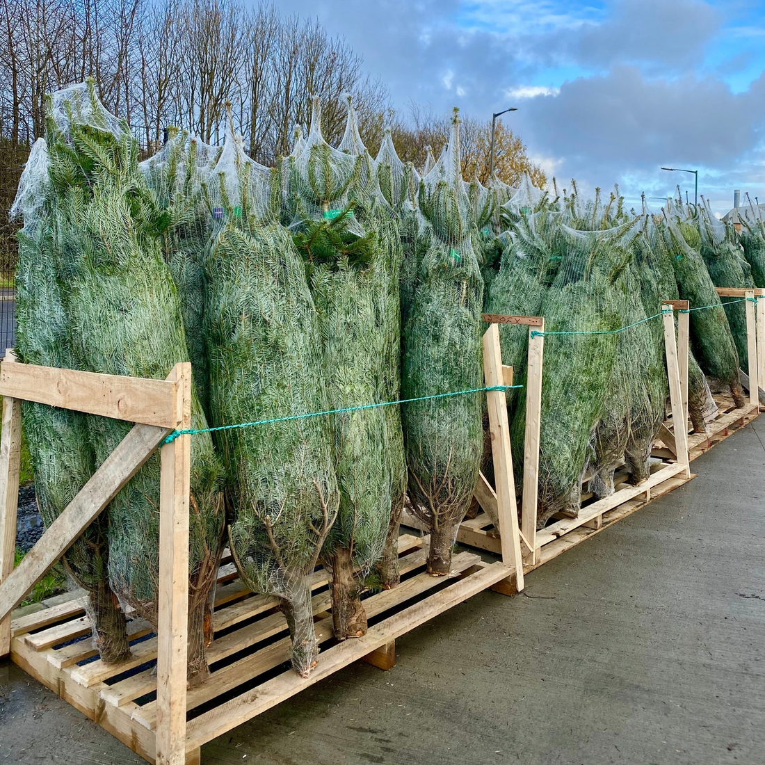 Nordmann kerstboom 'Deluxe' in pot – 80/200 cm