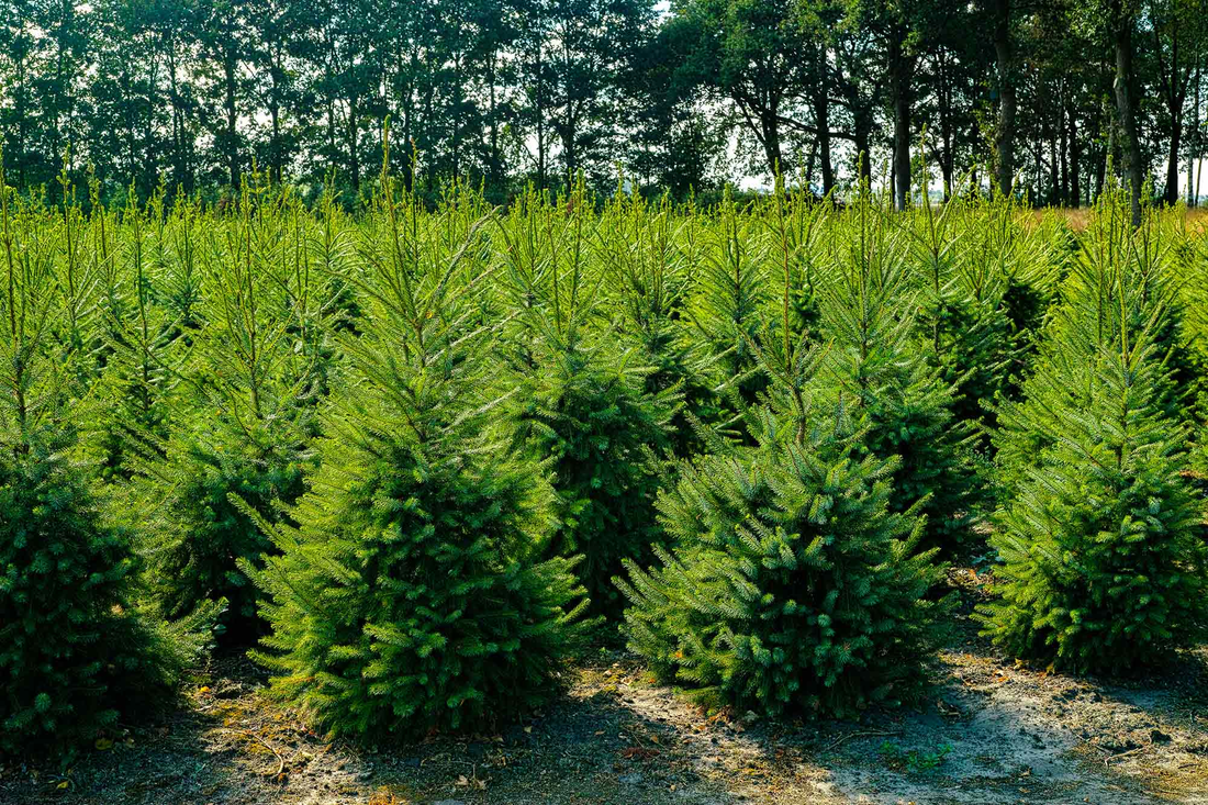 Nordmann kerstboom 'Deluxe' XXL gezaagd – 250/500 cm