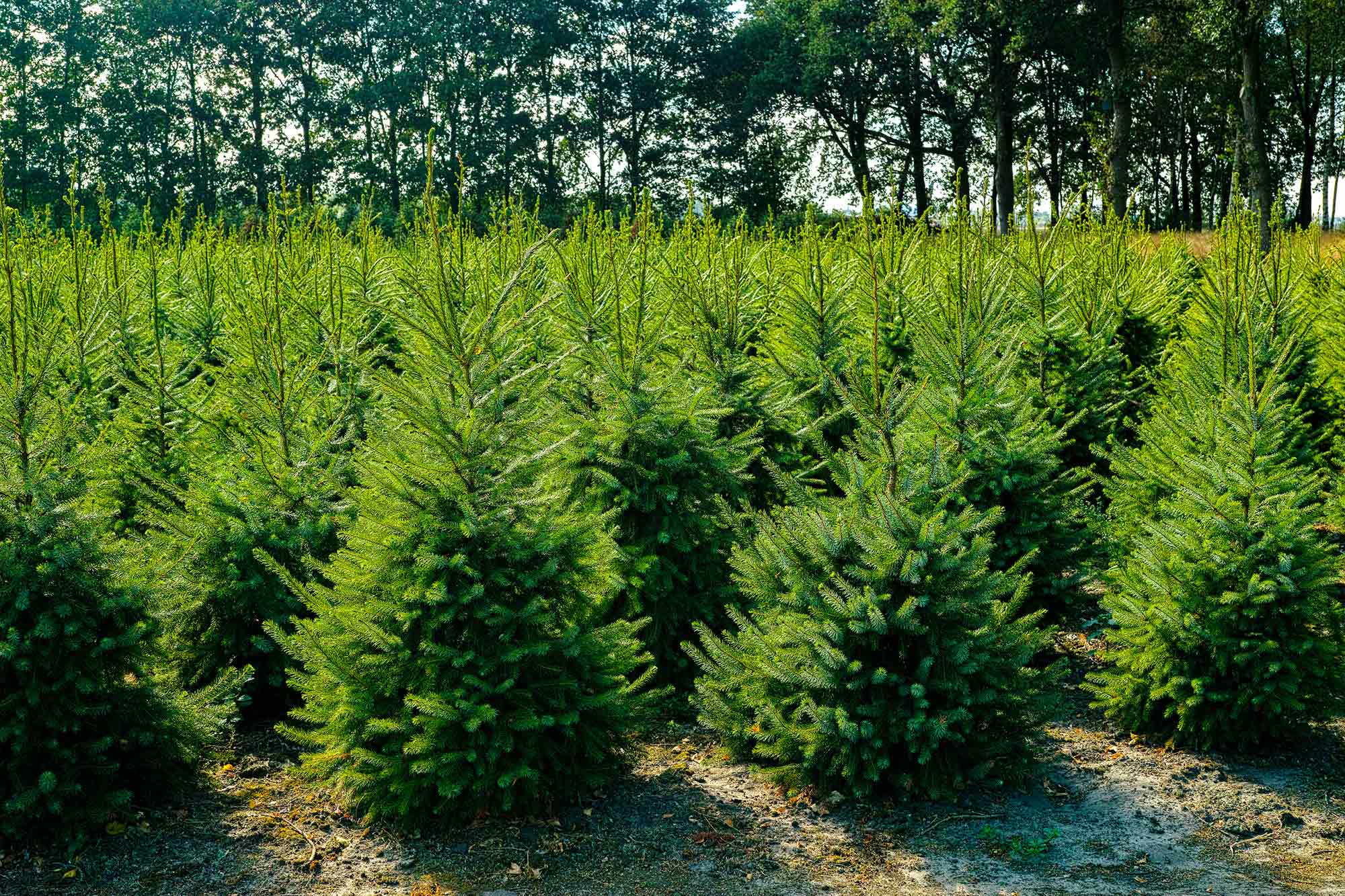 Nordmann kerstboom 'Deluxe' gezaagd – 100/225 cm