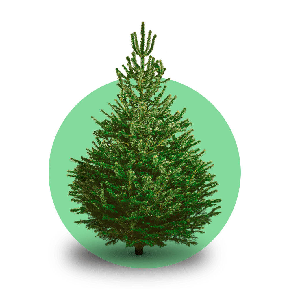 Nordmann kerstboom 'Deluxe' gezaagd – 100/225 cm