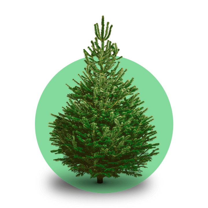 Nordmann kerstboom 'Deluxe' gezaagd – 100/225 cm