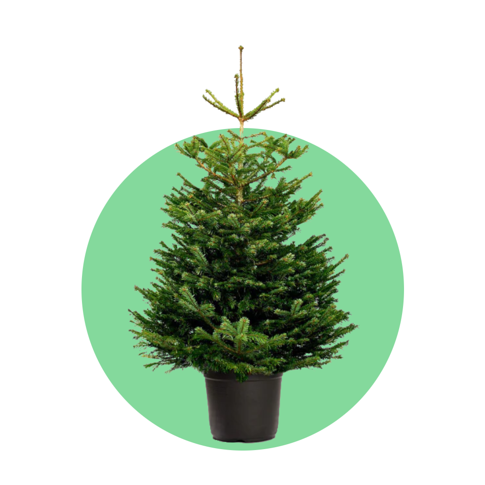 Nordmann kerstboom 'Deluxe' in pot – 80/200 cm