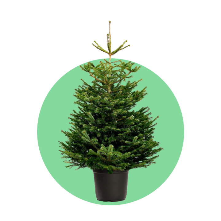 Nordmann kerstboom 'Deluxe' in pot – 80/200 cm