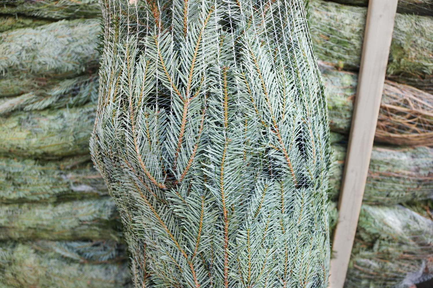Nordmann kerstboom 'Deluxe' XXL gezaagd – 250/500 cm