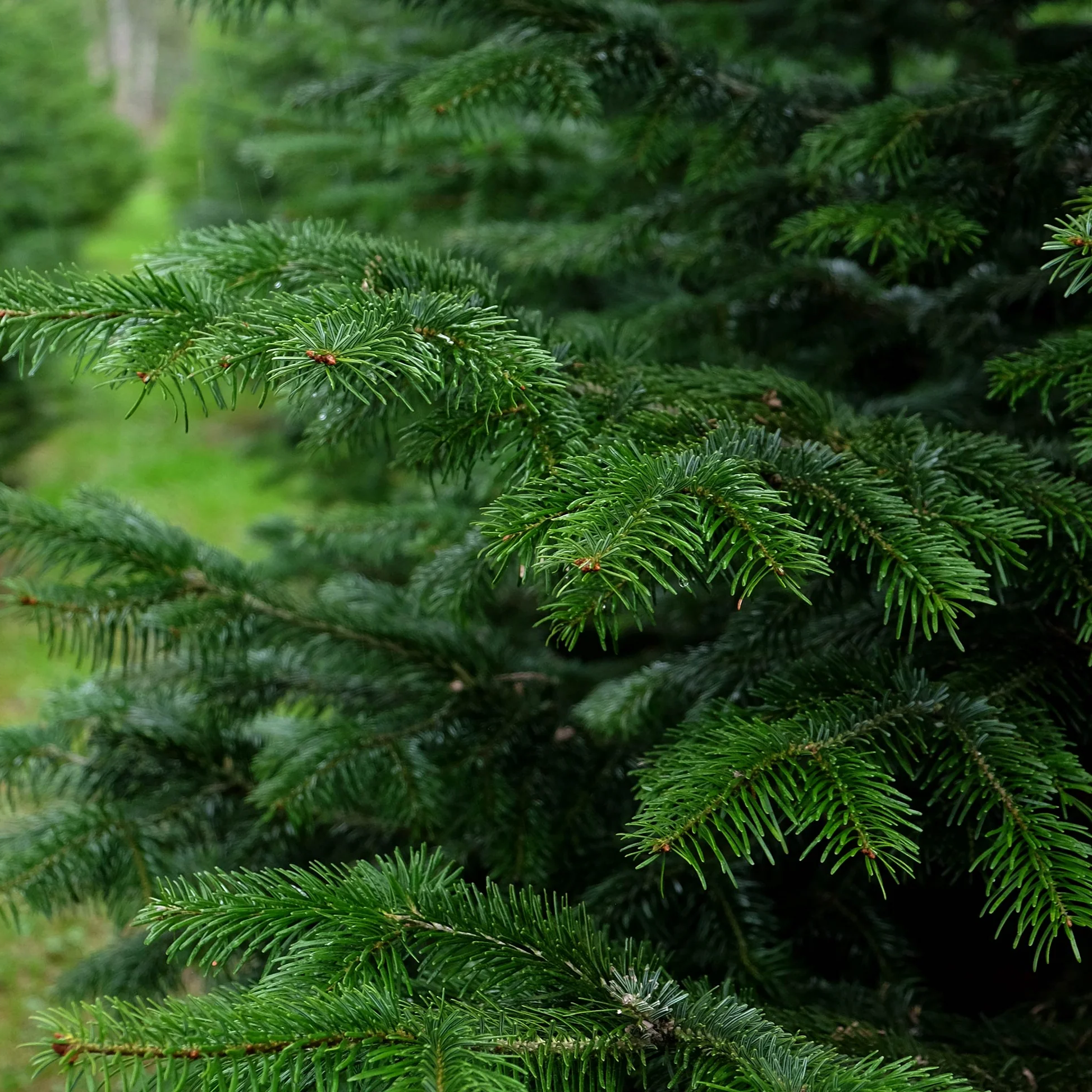 Nordmann kerstboom 'Deluxe' gezaagd – 100/225 cm