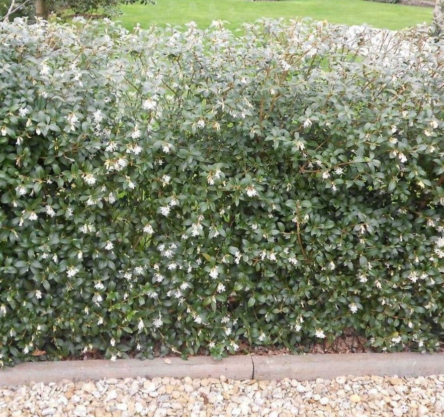 Osmanthus burkwoodii - Schijnhulst