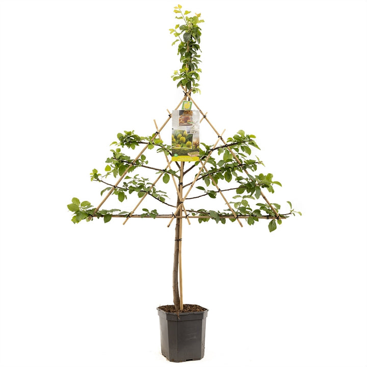 Prunus domestica R-Cl. d'Oullins - Gele pruim leivorm