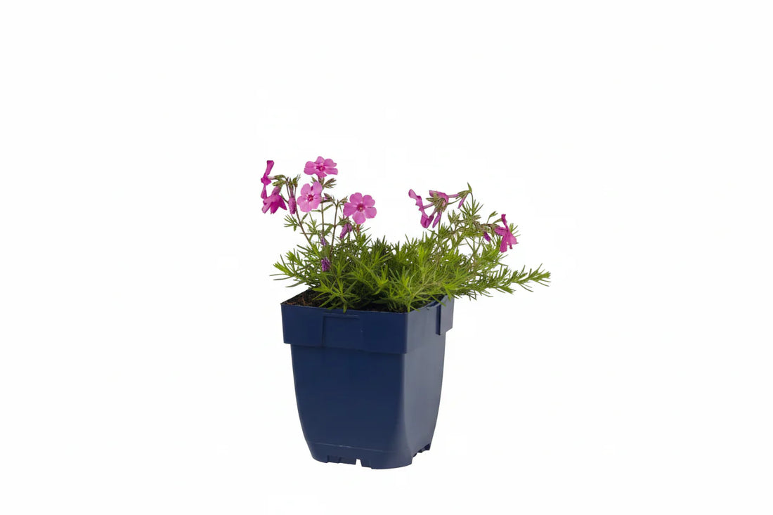 Phlox (S) 'MacDaniel's Cushion' - Vlambloem