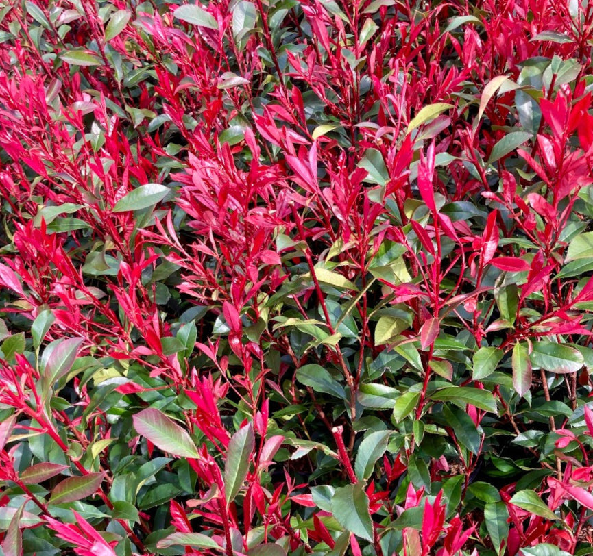Photinia fraseri 'Carré Rouge' - Glansmispelhaag
