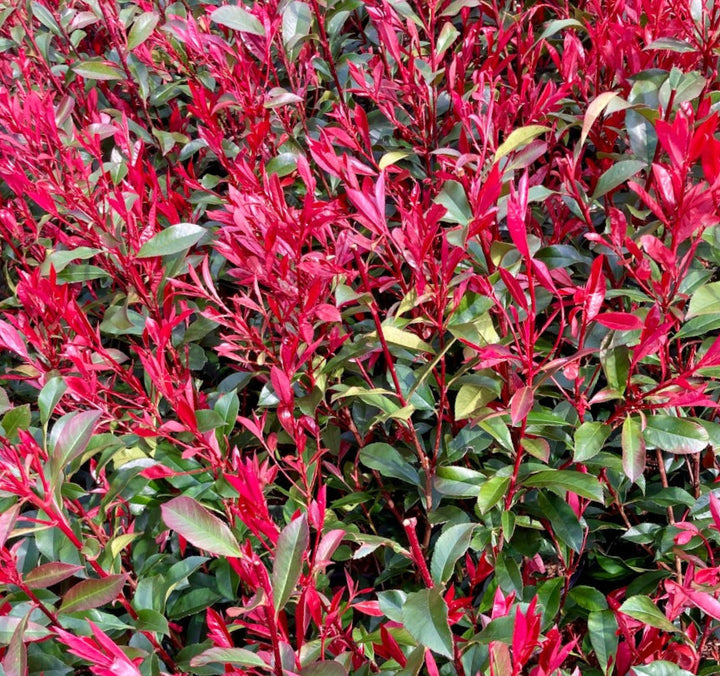 Photinia fraseri 'Carré Rouge' - Glansmispelhaag