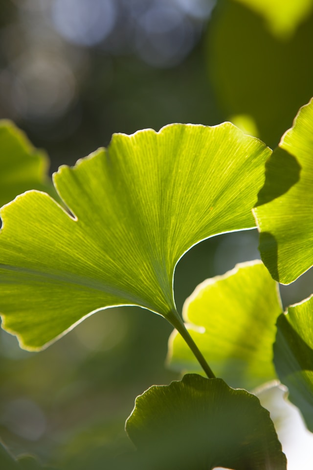 Ginkgo biloba 'Menhir' - Japanse Notenboom