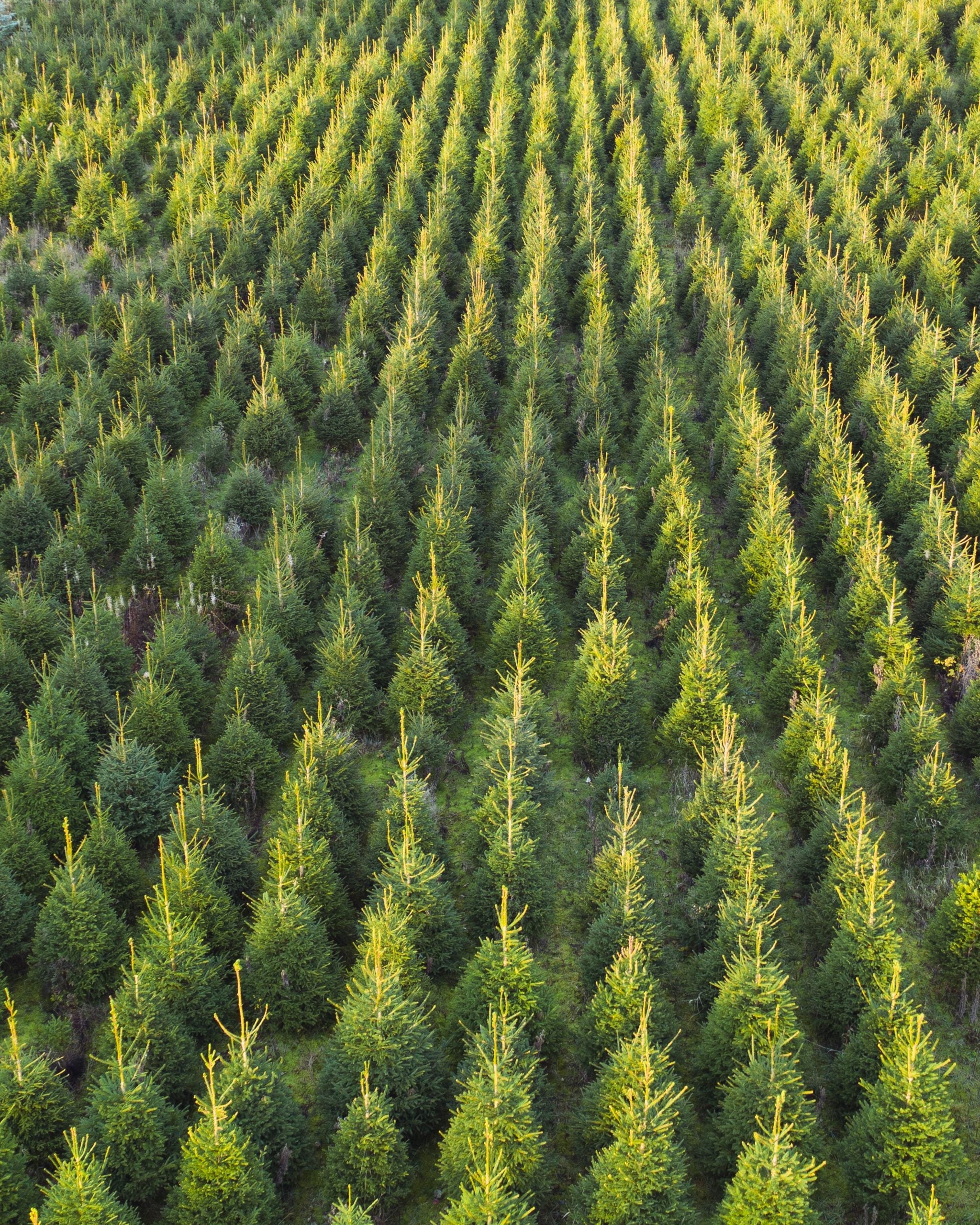 Fijnspar kerstboom 'Deluxe' gezaagd – 100/500 cm