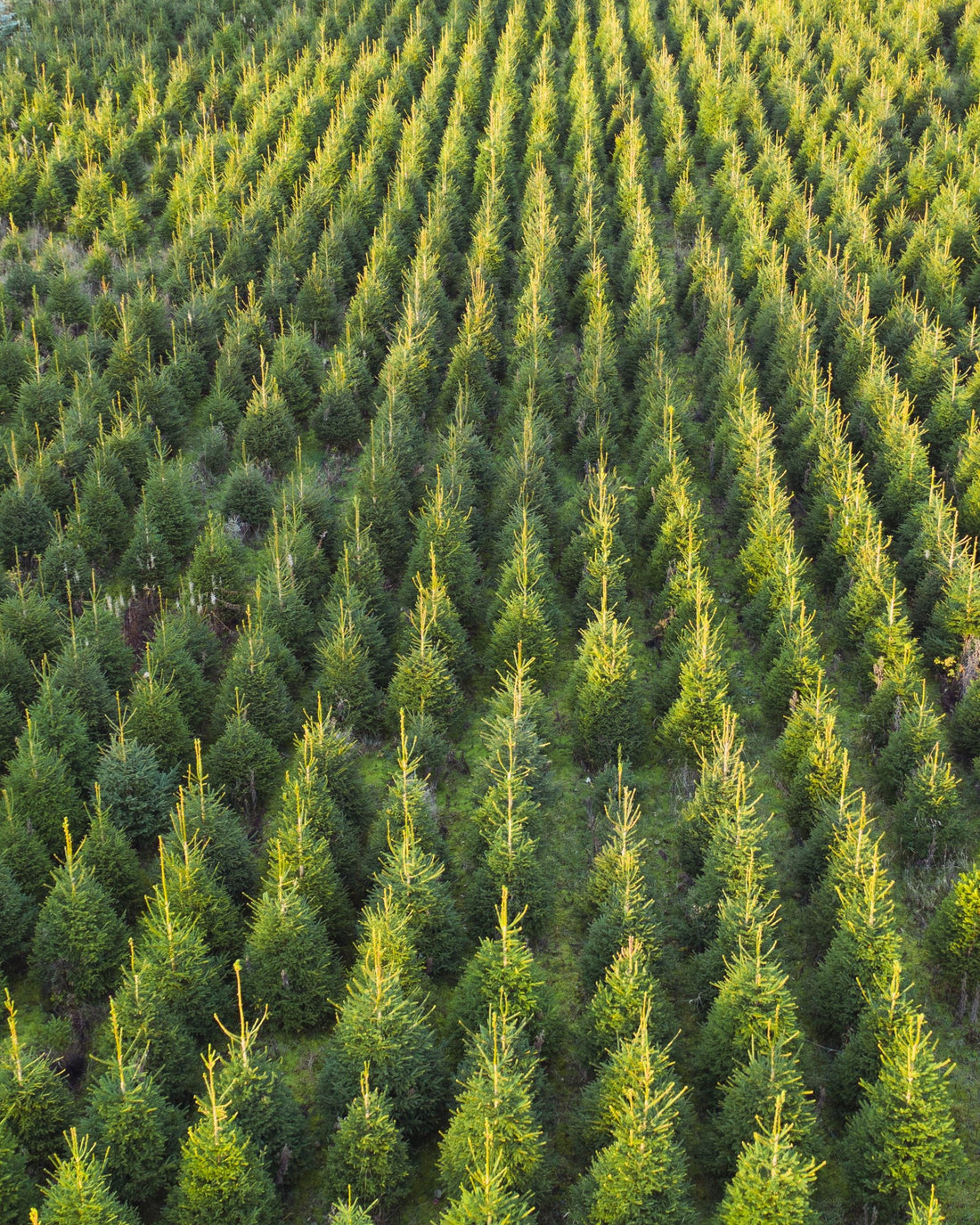 Fijnspar kerstboom 'Deluxe' gezaagd – 100/500 cm