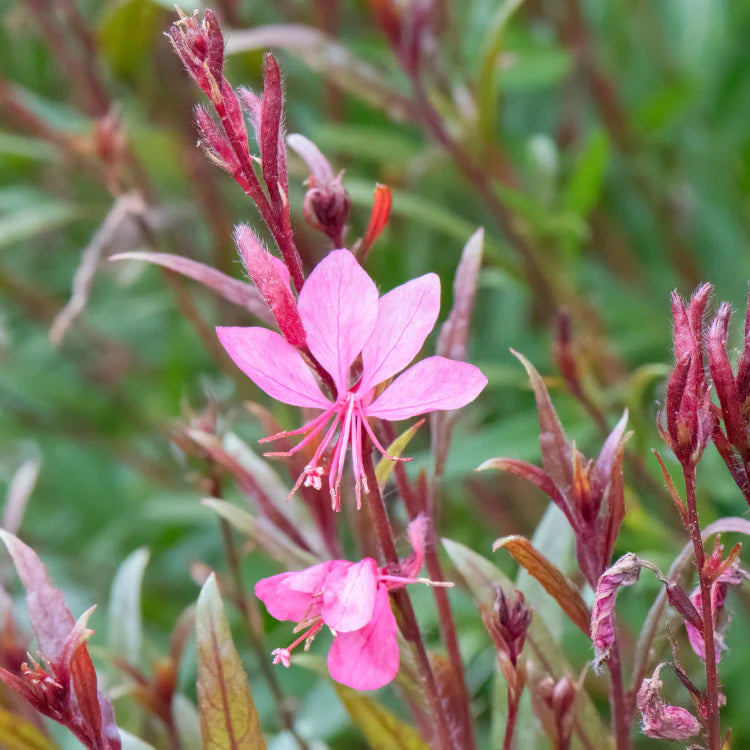 Gaura lindheimeri Graceful Pink - Prachtkaars