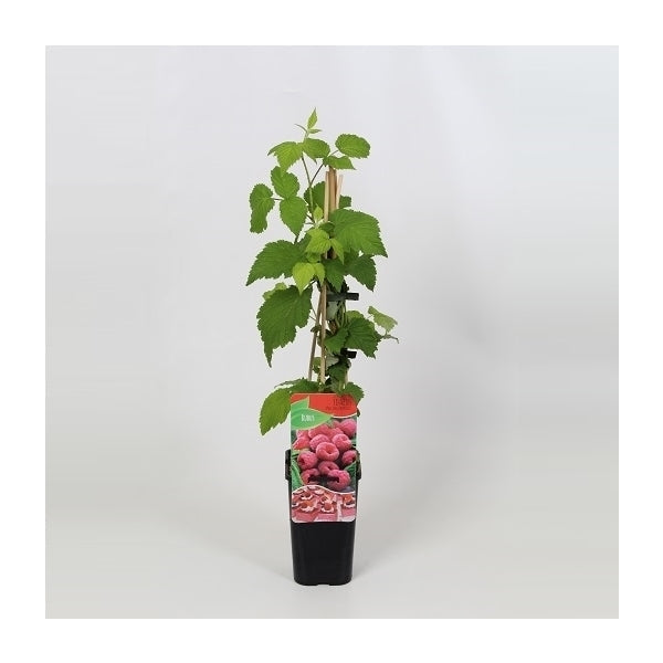 Rubus idaeus Malling Promise - Zomer Framboos