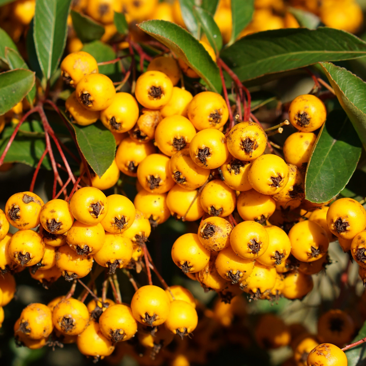 Pyracantha 'Soleil d'Or' - Vuurdoorn