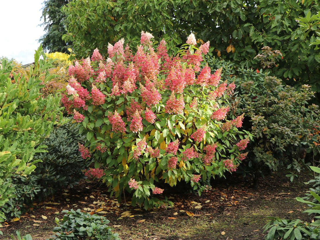 Hydrangea paniculata 'Pinky Winky' - Roze Pluimhortensia