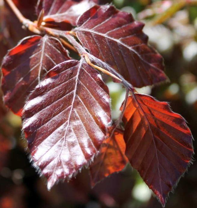 Fagus sylvatica 'Atropunicea' - Rode beukenhaag in pot