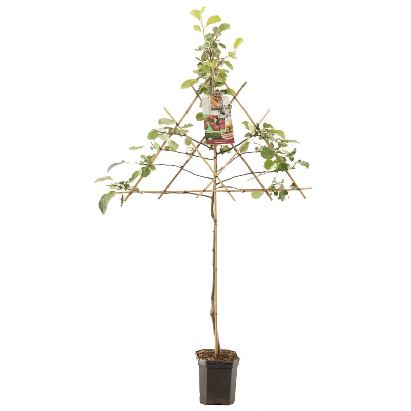 Malus domestica 'Rode Boskoop' -  Rode appel - Leivorm