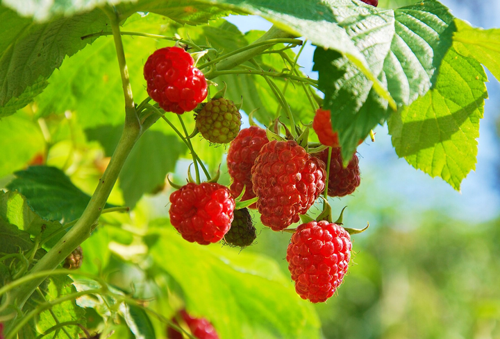 Rubus idaeus - Framboos - Haagelement