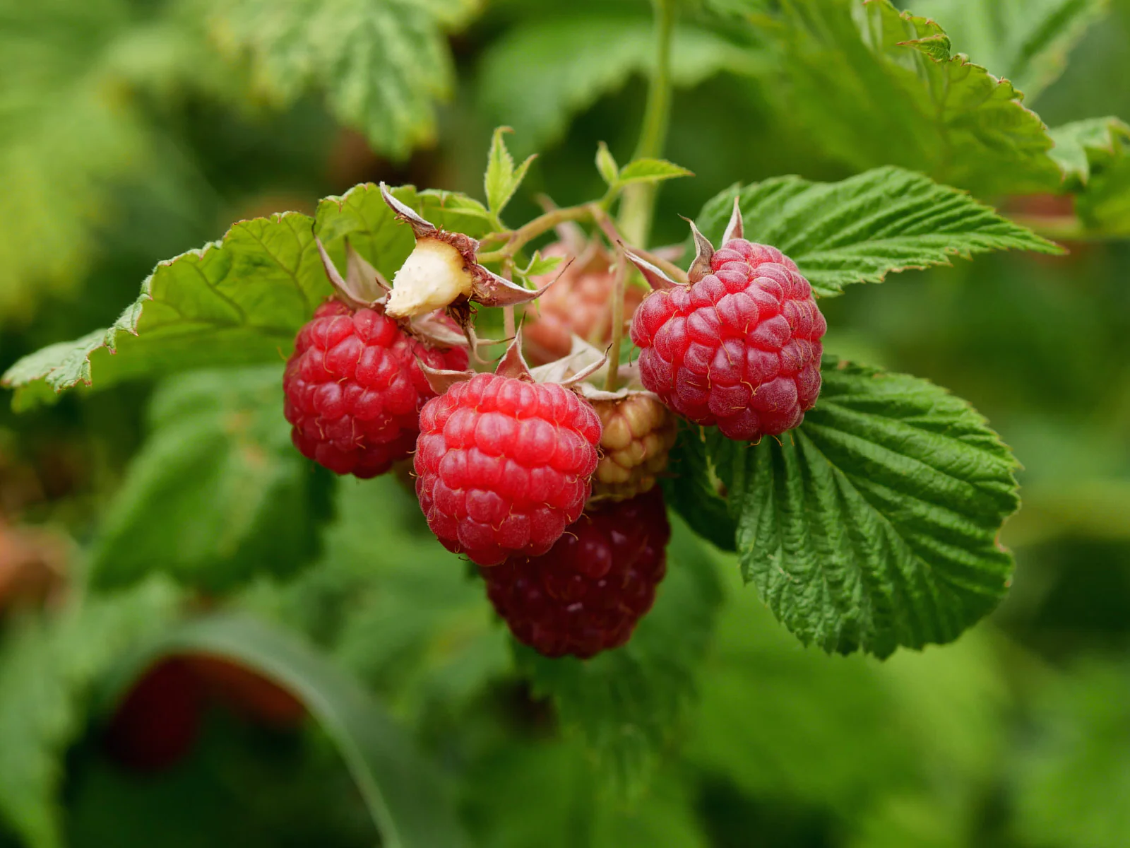 Rubus idaeus - Framboos - Haagelement