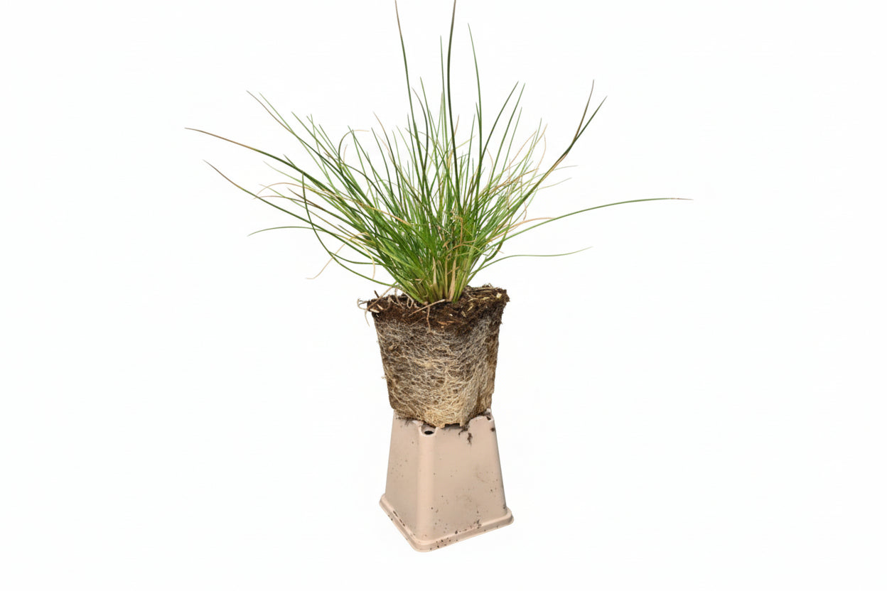 Deschampsia cespitosa - Ruwe smele
