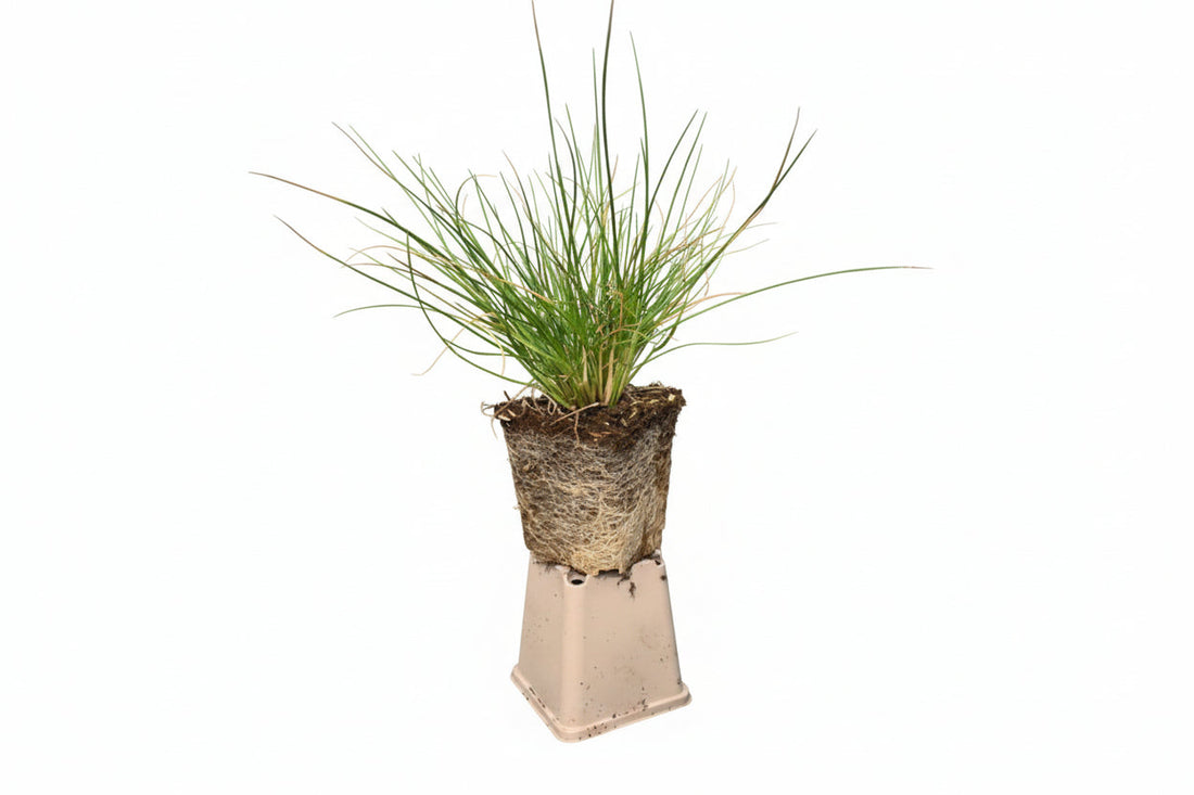 Deschampsia cespitosa - Ruwe smele